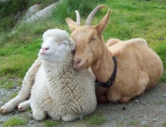 Cara Ternak Kambing