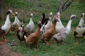 Cara Beternak Bebek Pedaging