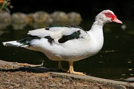 Cara Beternak Bebek Pedaging