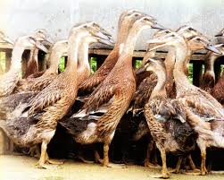 Cara Beternak Bebek Pedaging