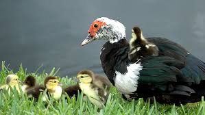 Cara Beternak Bebek Pedaging