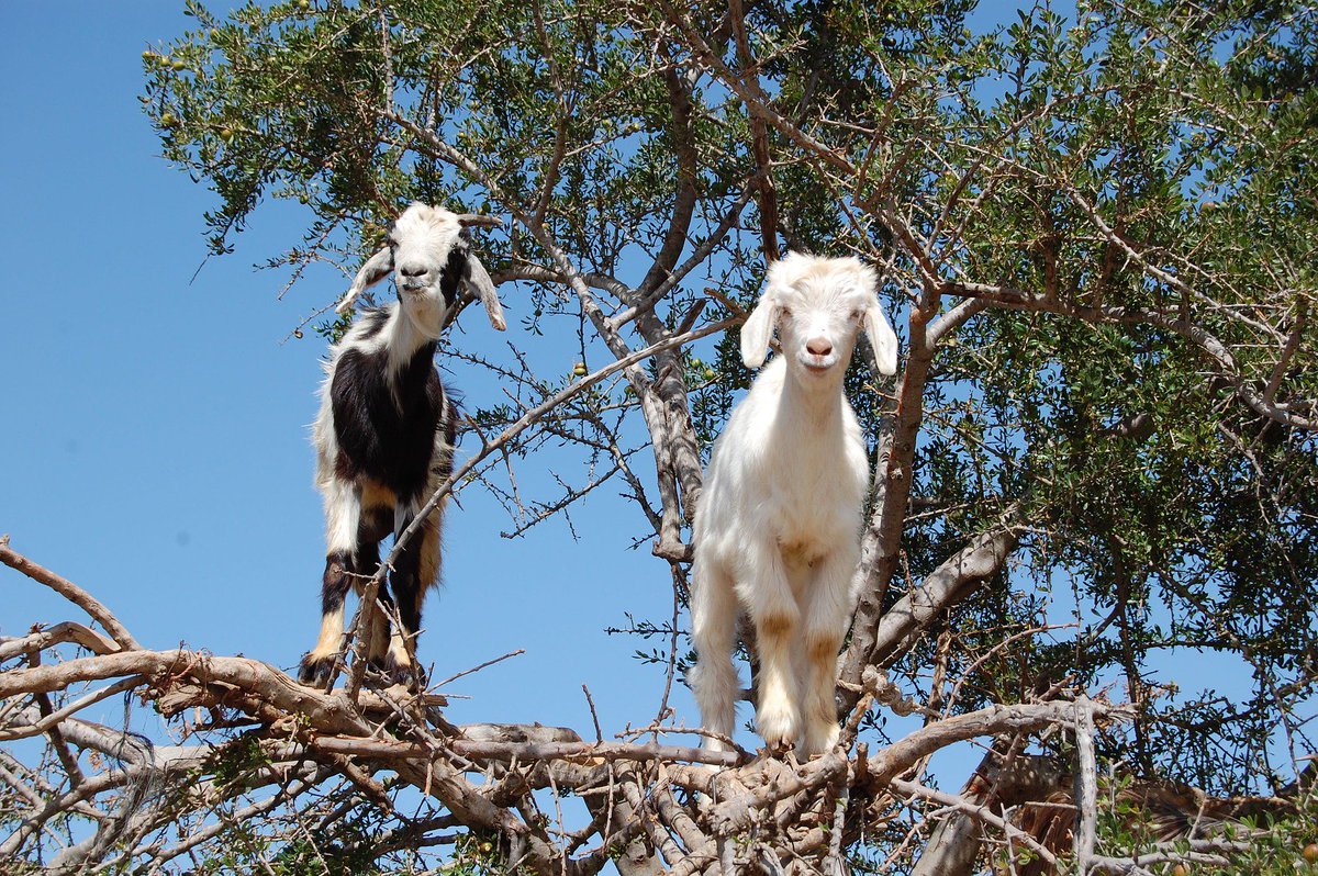 cara ternak kambing