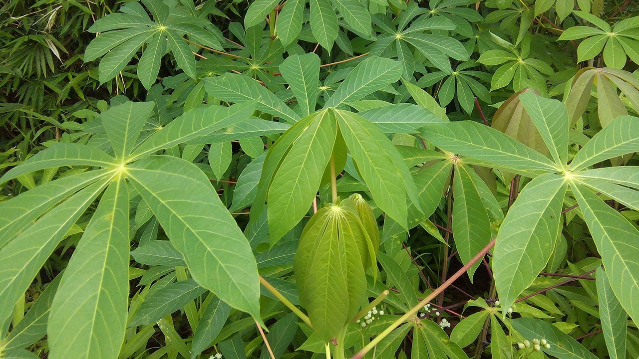 Daun Singkong