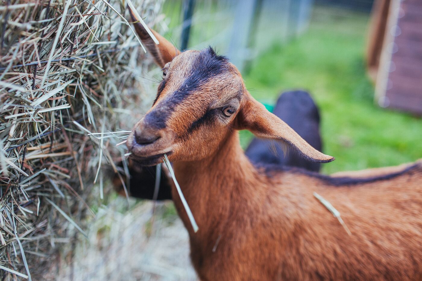 cara ternak kambing