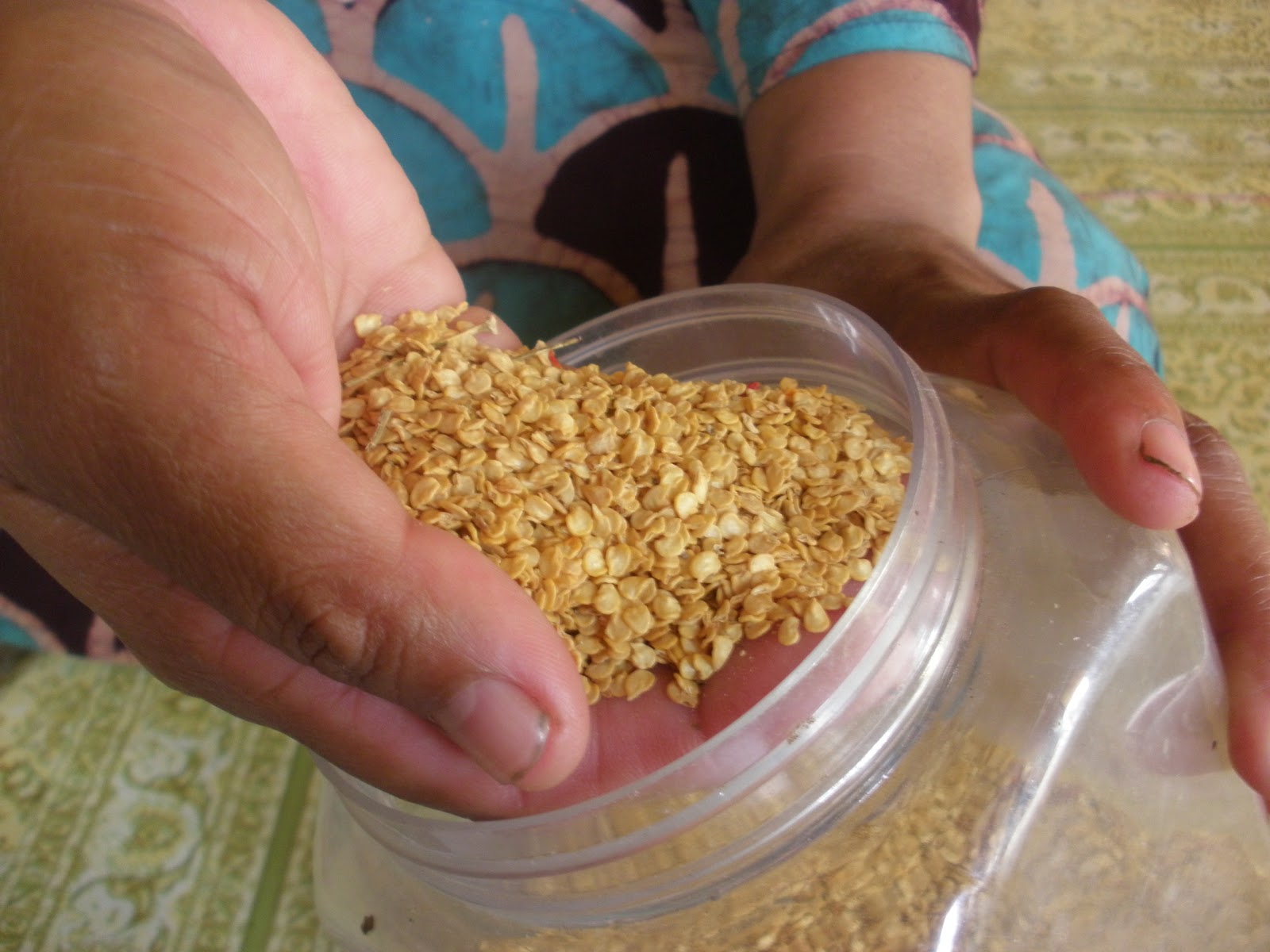 Benih Jagung Manis