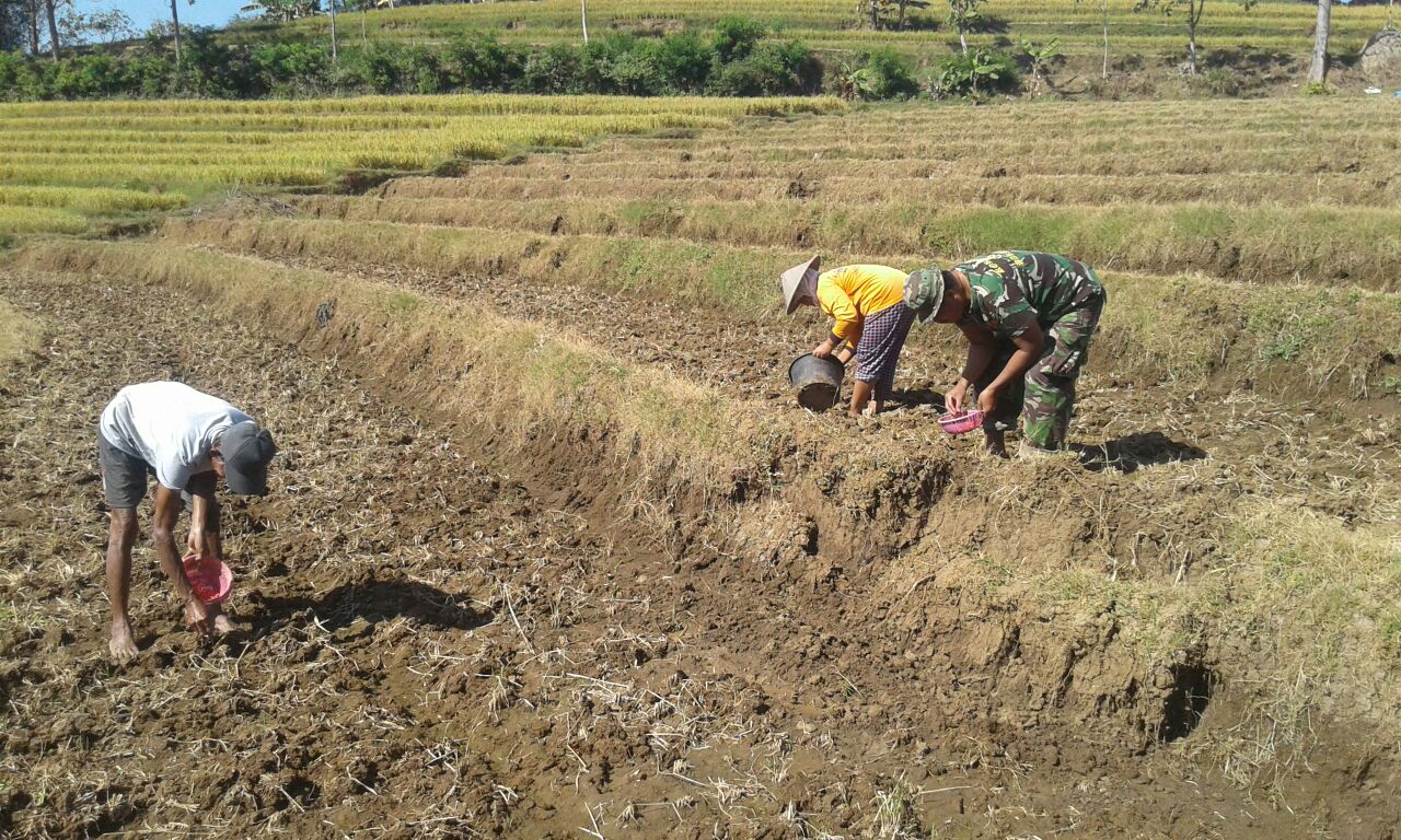 Benih Jagung Manis