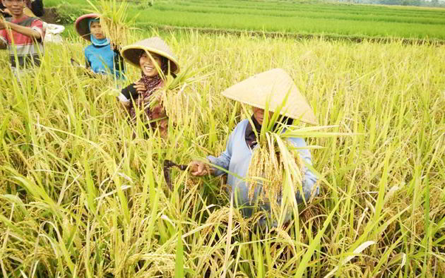Cara Panen Padi Melimpah