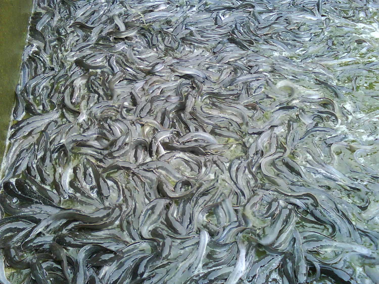 Budidaya Ikan Lele