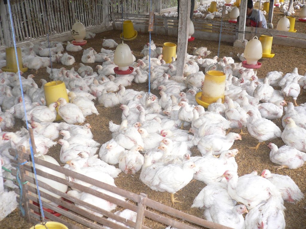 Ternak Ayam Potong