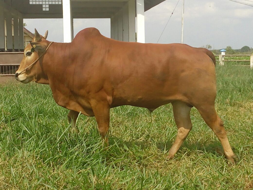 cara ternak sapi