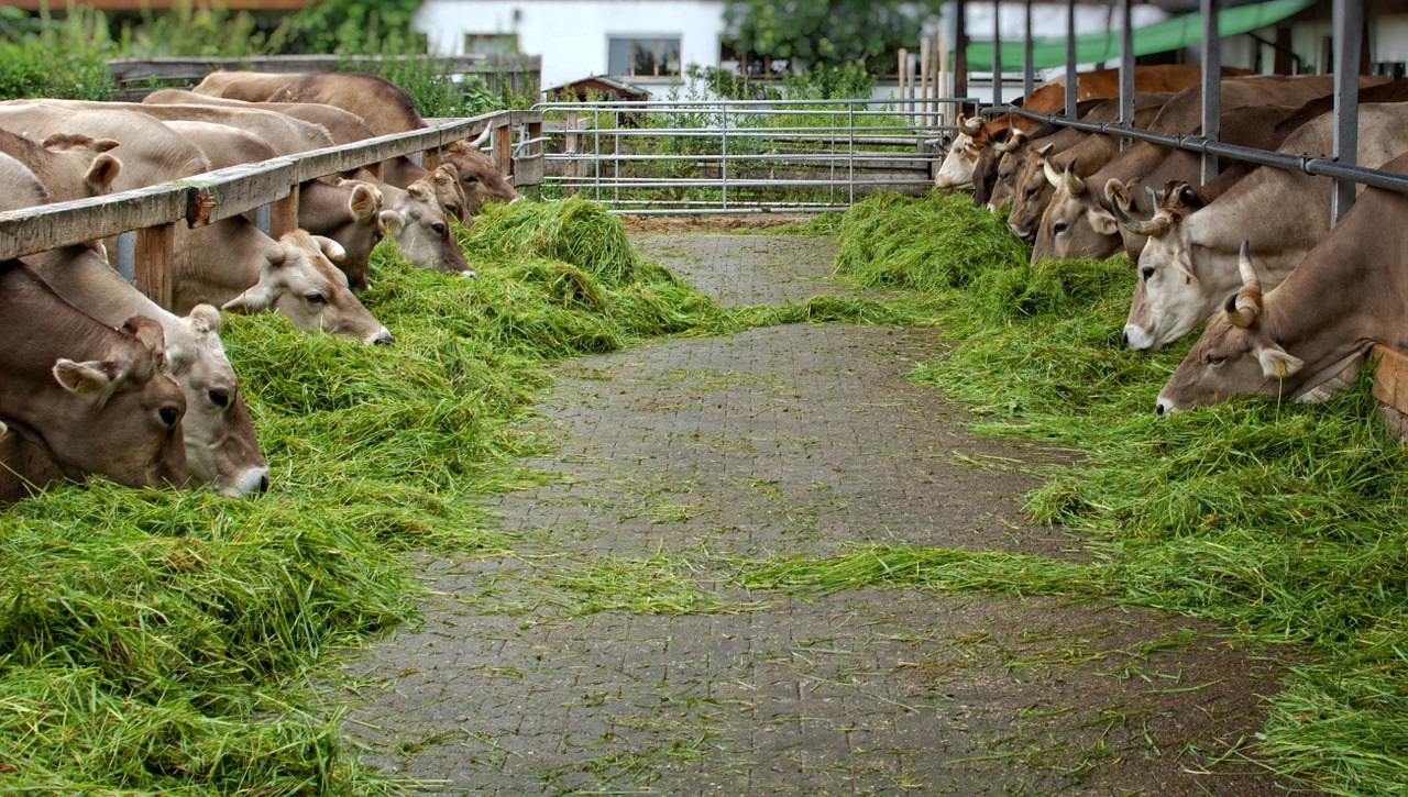 cara membuat pakan sapi penggemukan