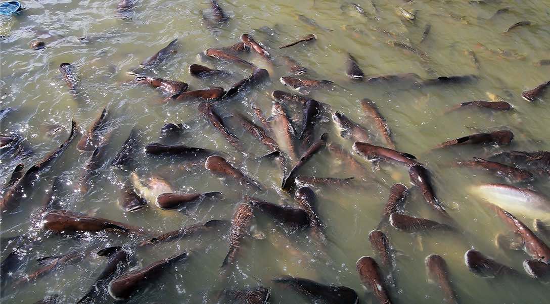 cara merawat ikan lele