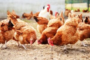 bisnis ternak yang menjanjikan 