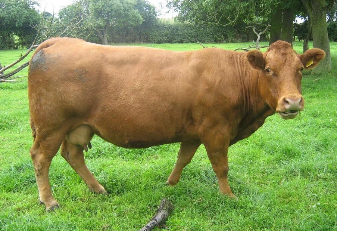 usaha ternak yang menjanjikan 