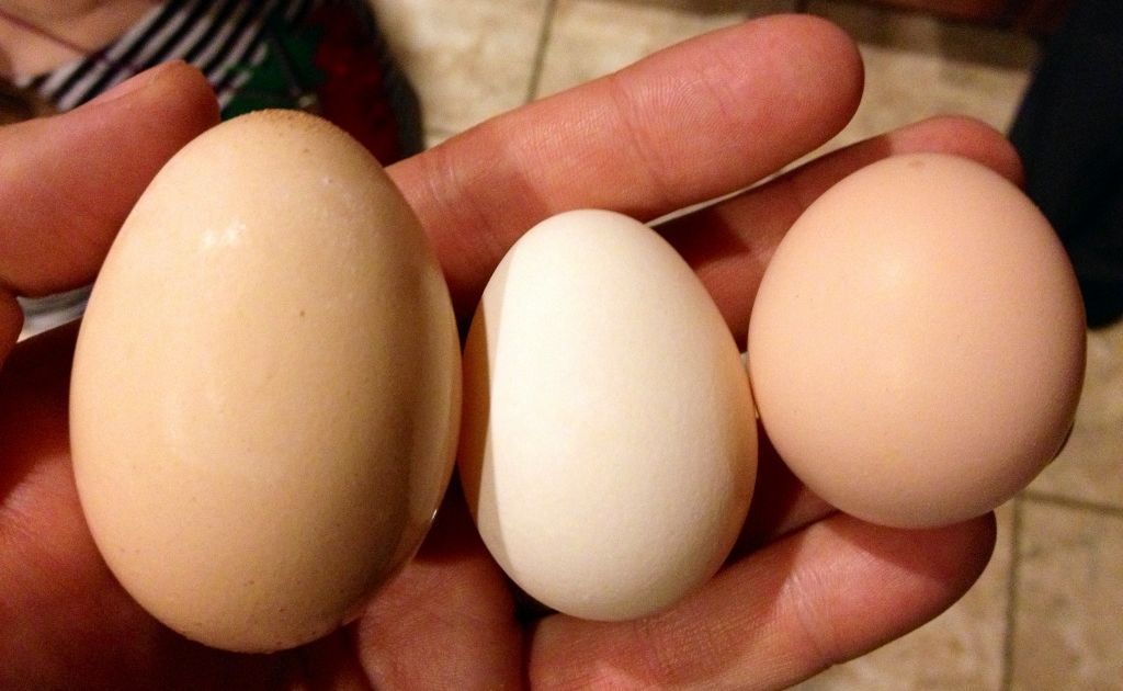 Cara Memilih Telur Yang Masih Fres