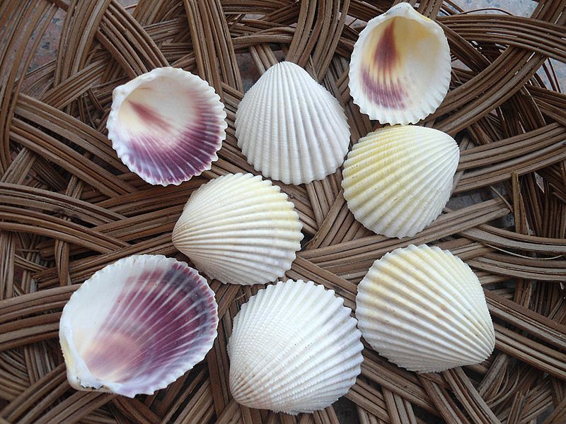 berbagai resep masakan kerang