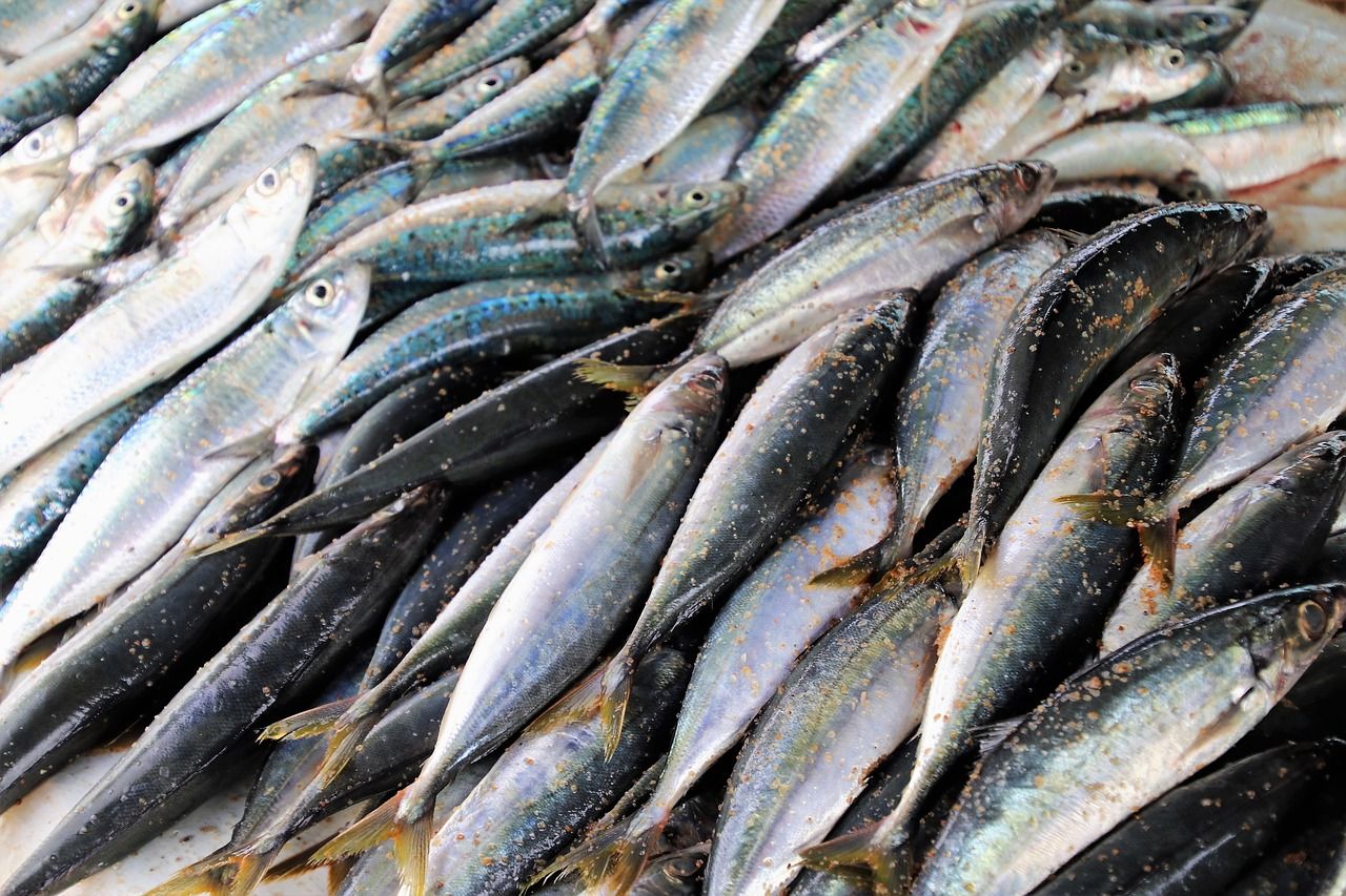 manfaat ikan sarden
