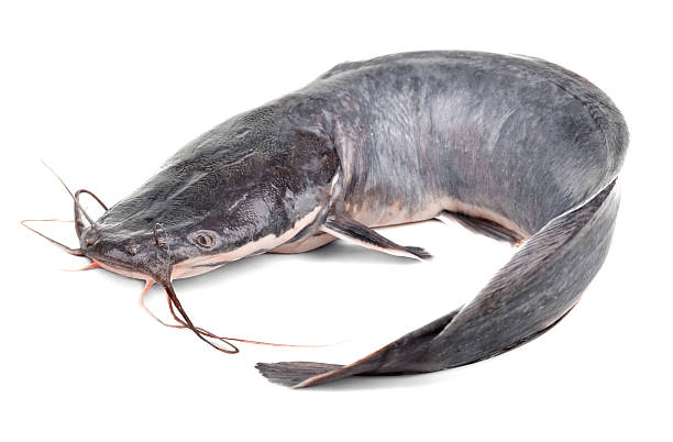 Cara Memilih ikan Lele yang Sehat dan Segar