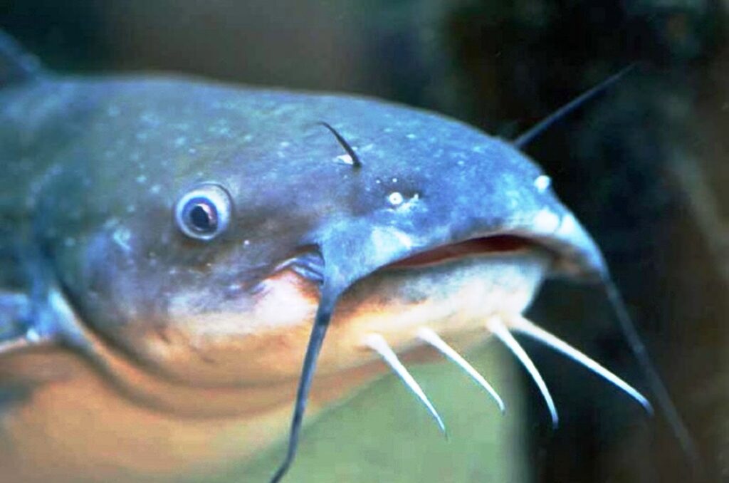 Nutrisi Ikan Lele Liar Lebih Banyak Dibanding Lele Budidaya