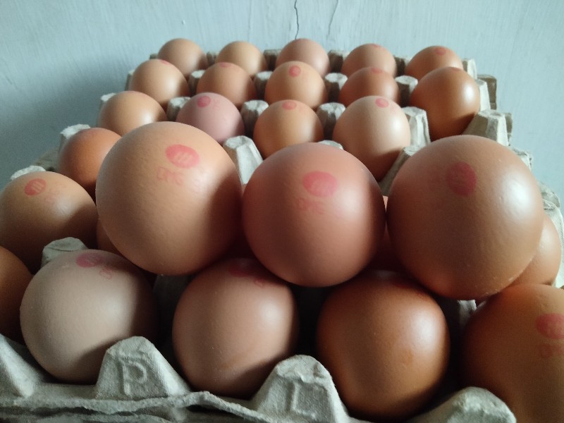 kumpulan resep olahan telur