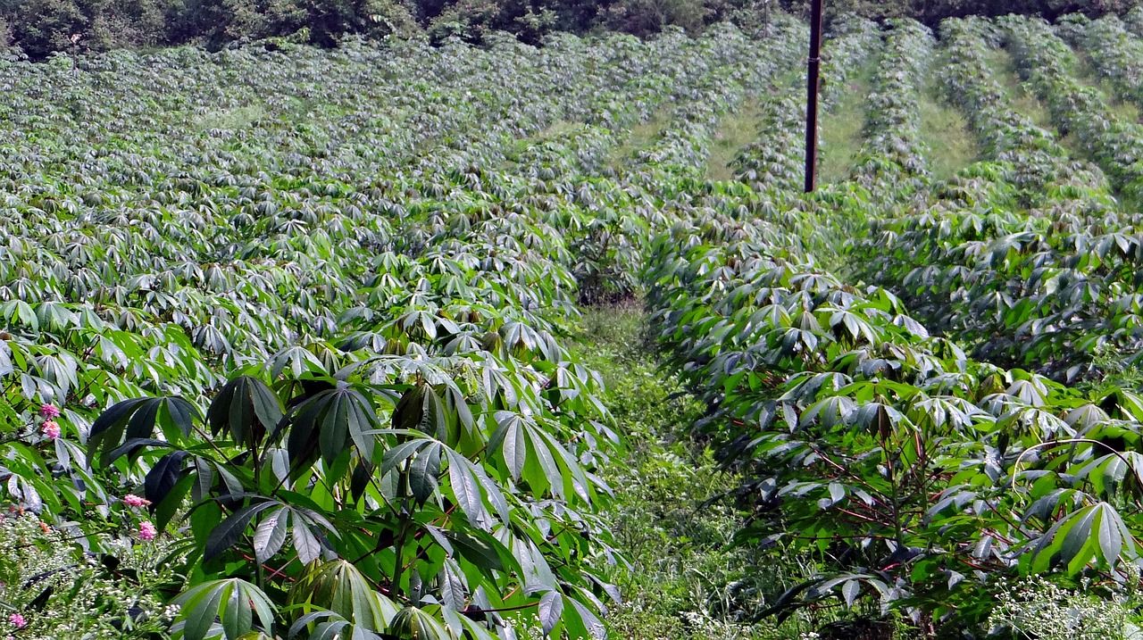 Manfaat Mengonsumsi Daun Singkong
