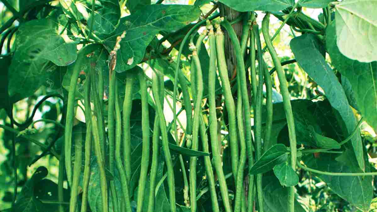Segudang Manfaat Kacang Panjang
