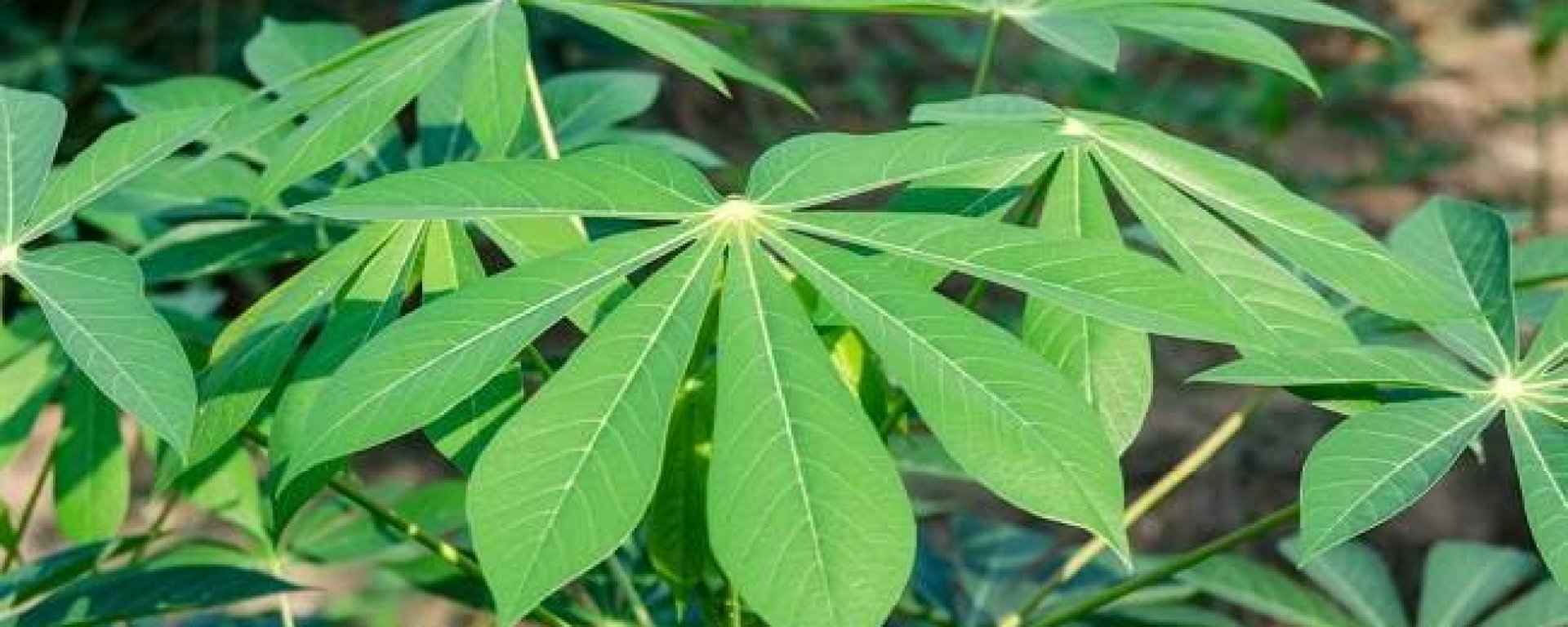 Daun Singkong