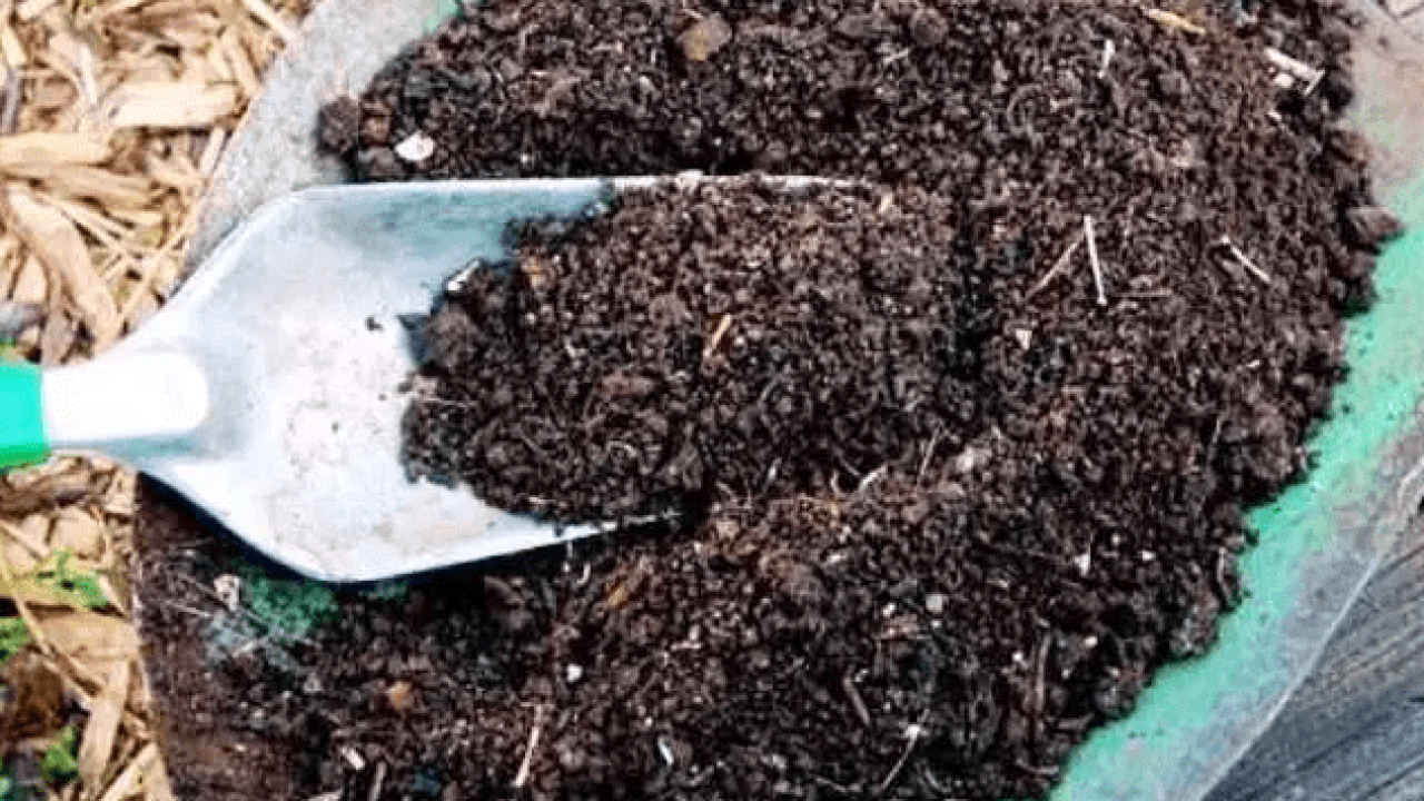 cara membuat pupuk kompos dari kotoran kambing