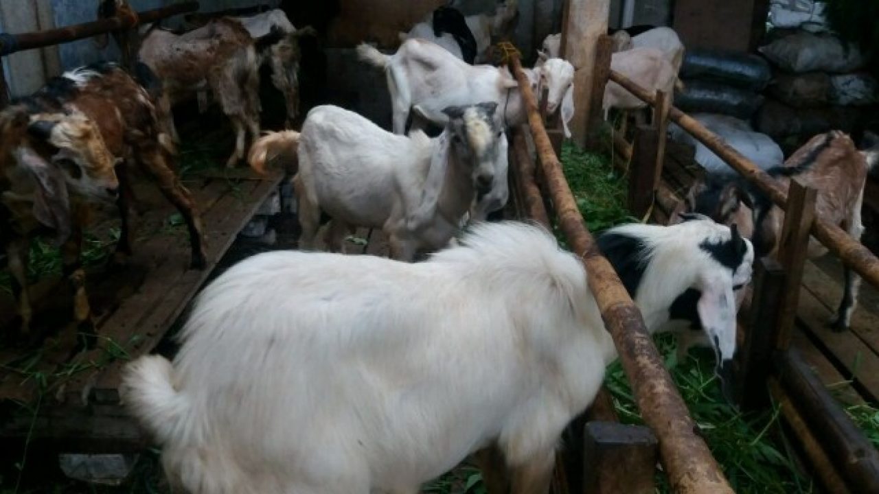 cara membuat pupuk organik cair dari kotoran kambing