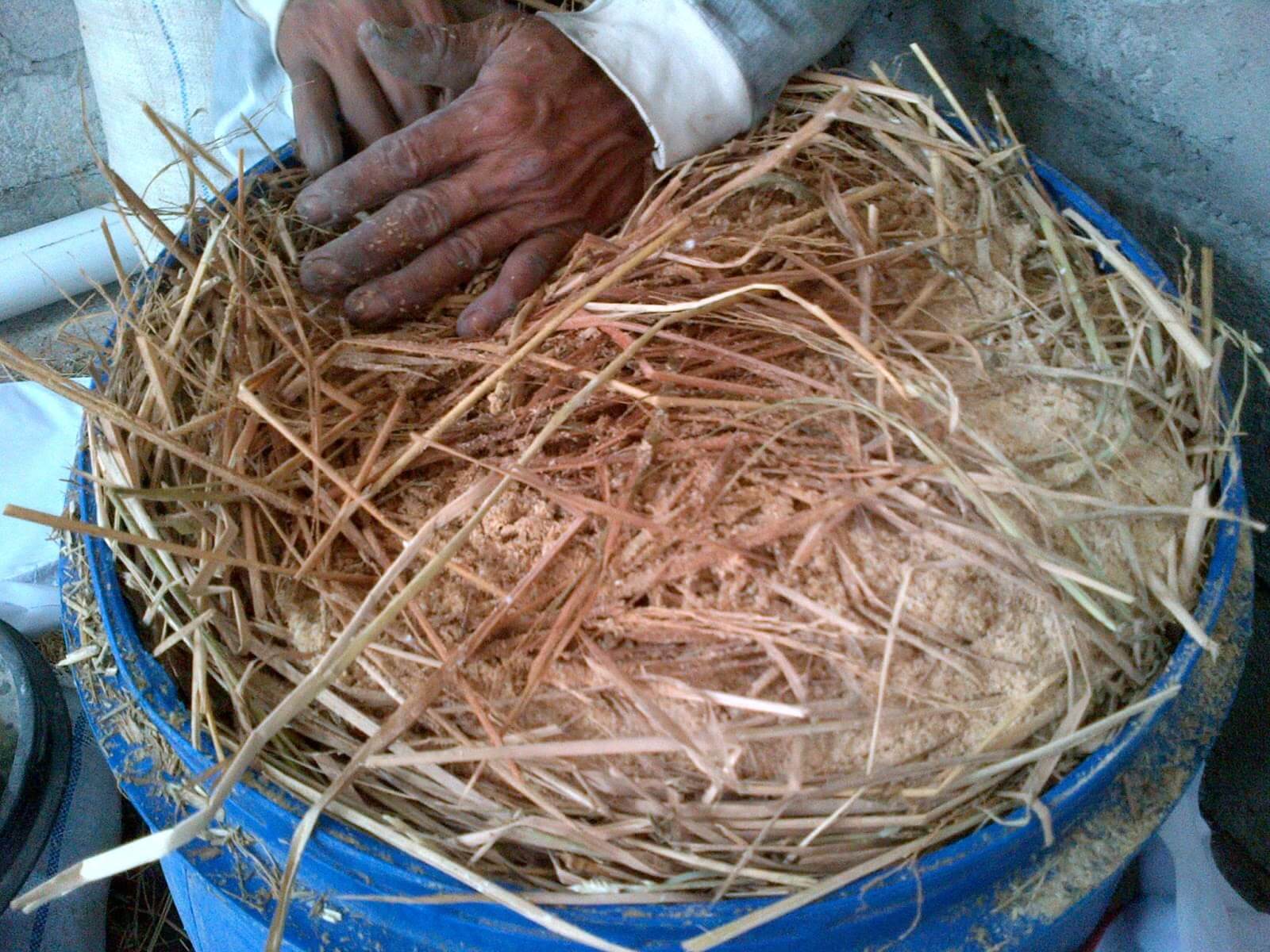 pakan konsentrat kambing