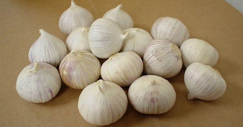 Bawang Putih Tunggal
