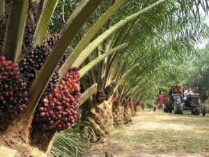 bisnis perkebunan kelapa sawit