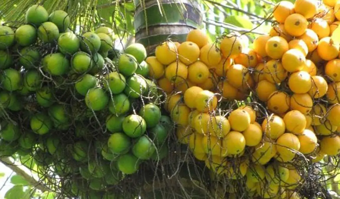 buah pinang