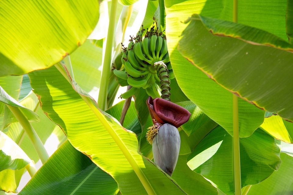 kandungan gizi batang pisang