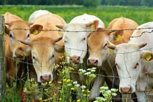 bisnis breeding sapi