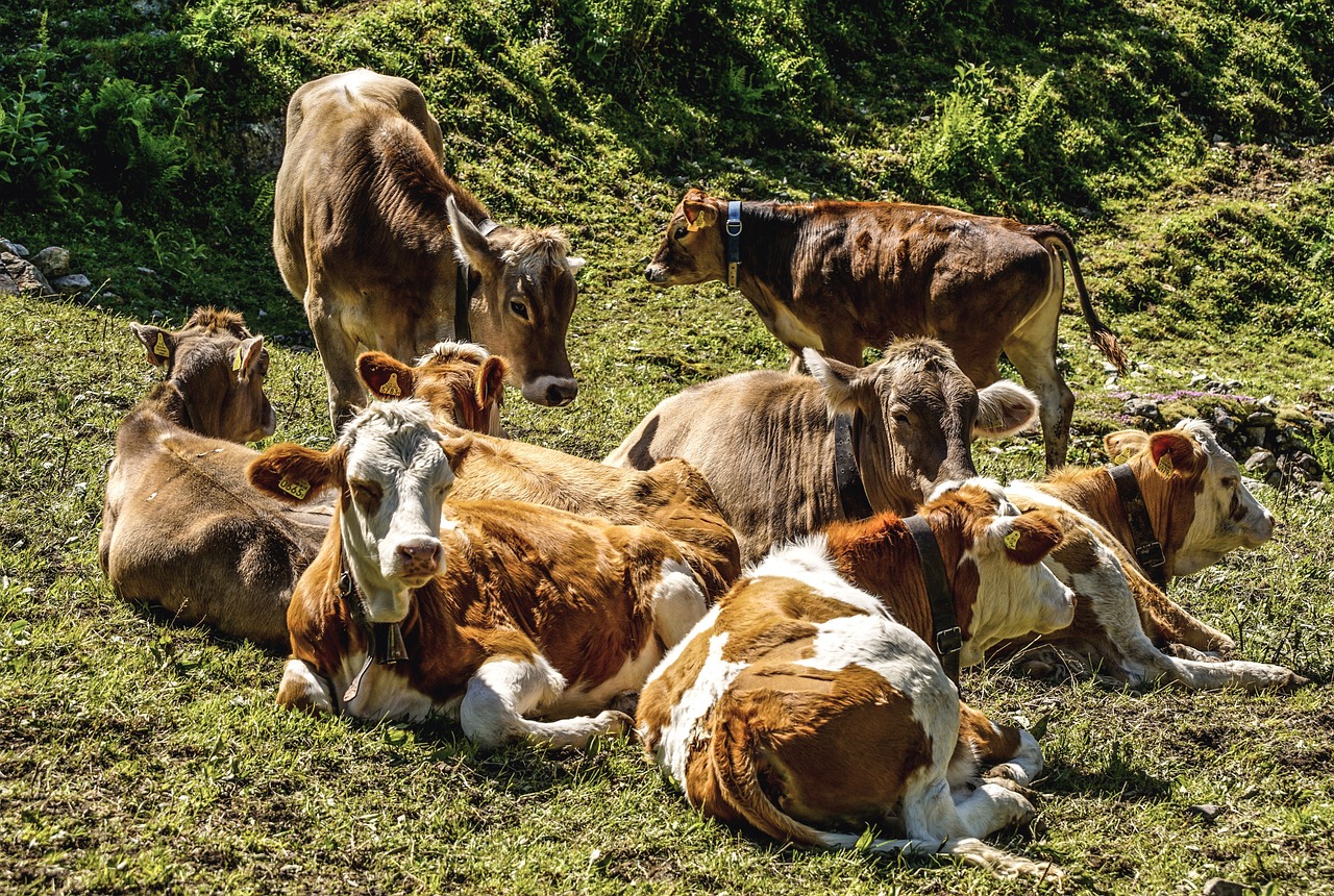 bisnis breeding sapi