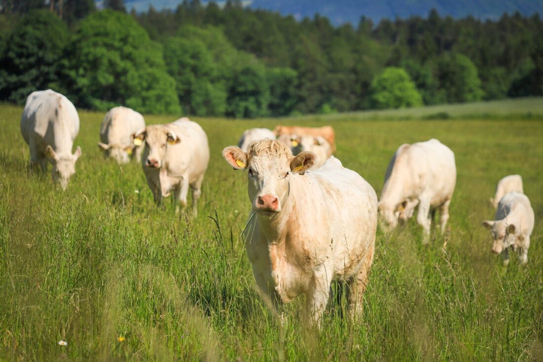 Bisnis Breeding Sapi