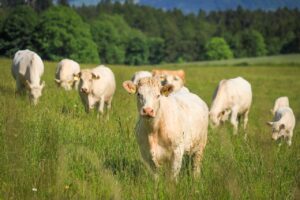 bisnis breeding sapi