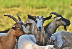 cara sukses beternak kambing