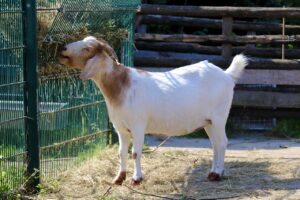 cara sukses beternak kambing