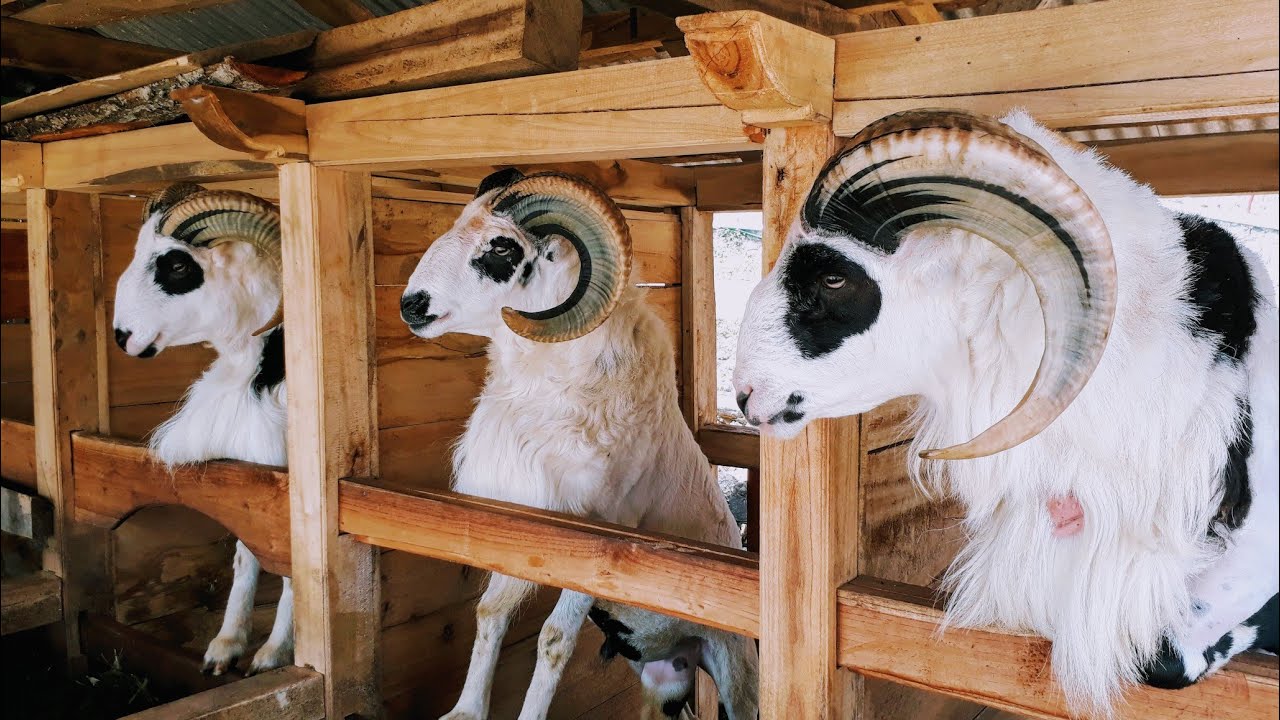 Budidaya Domba Garut