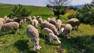bisnis kambing pedaging