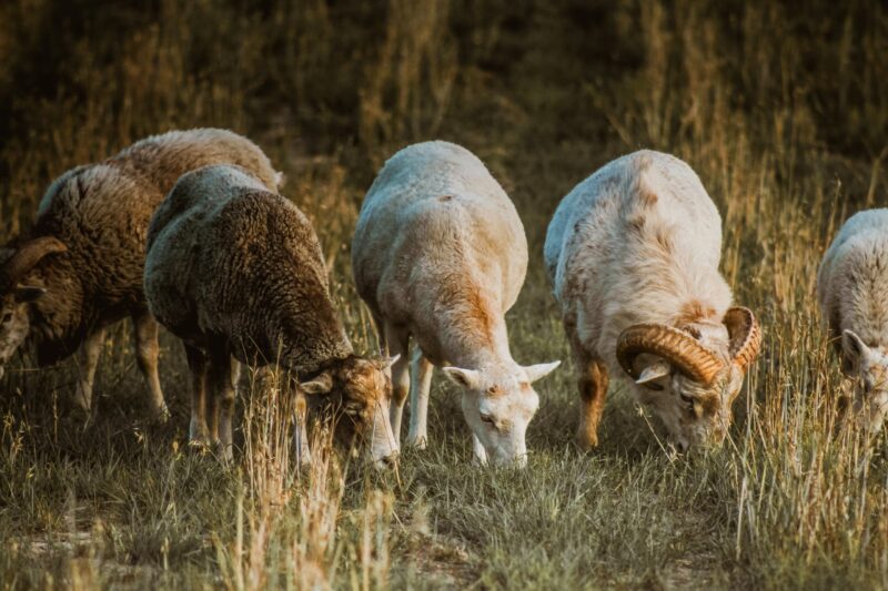 bisnis kambing pedaging