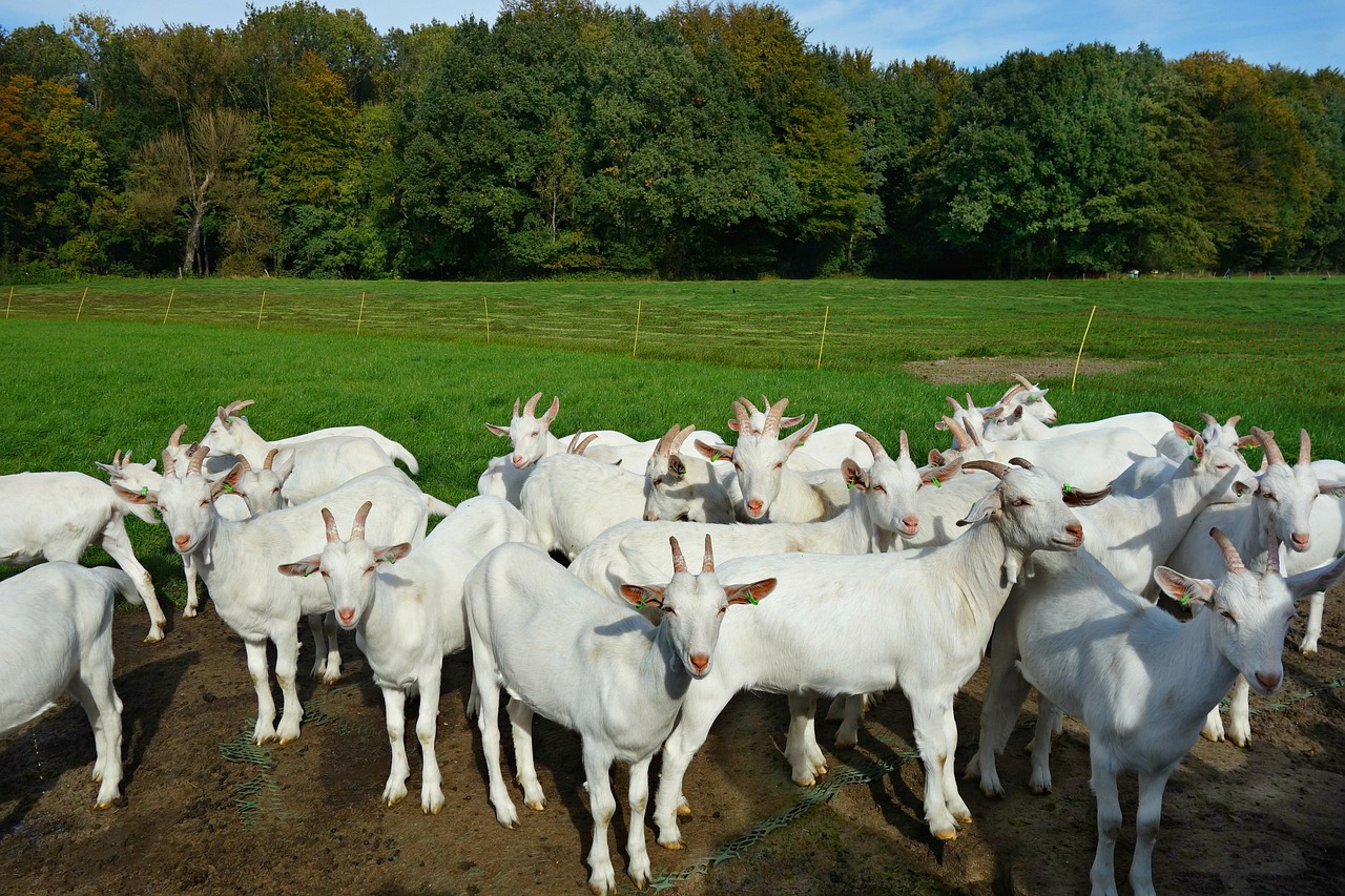 cara sukses beternak kambing