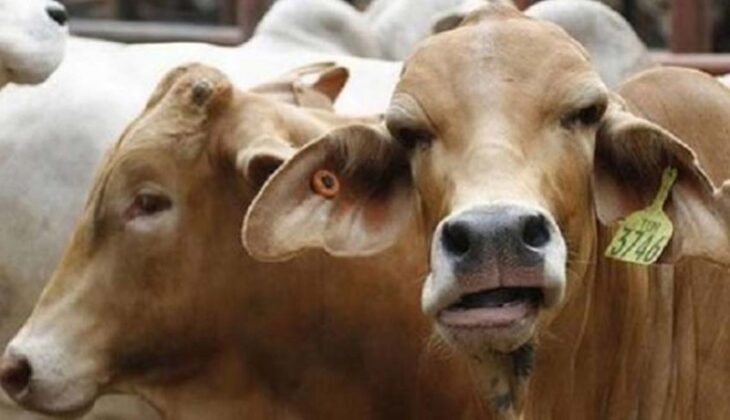 Cara Merawat Sapi Pedet agar Cepat Besar