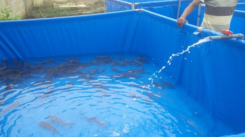 ukuran kolam untuk pemijahan lele