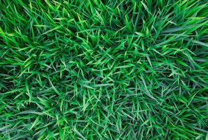 jenis rumput yang tahan panas