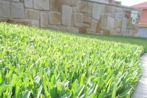 jenis rumput yang tahan panas