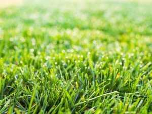 jenis rumput yang tahan panas