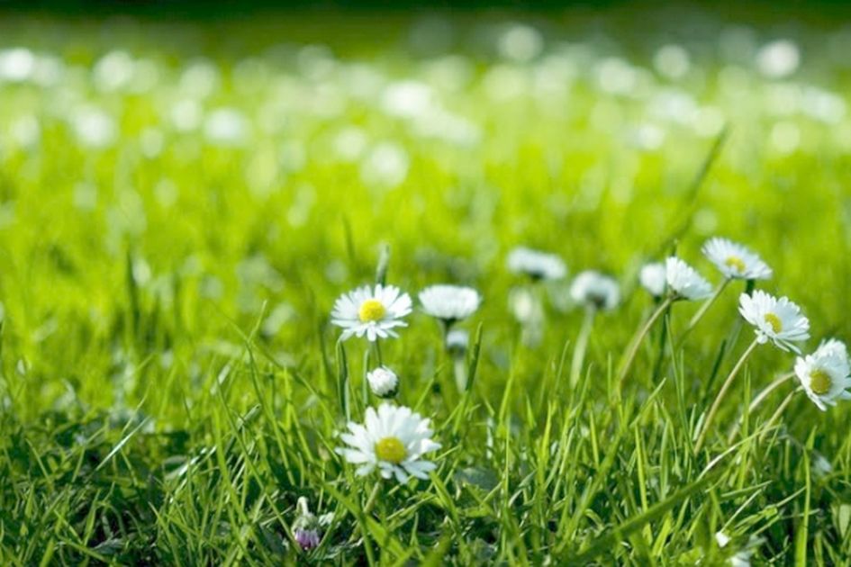 cara menghilangkan rumput liar
